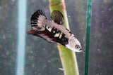 Black    Samurai Plakat Male Betta (ID#801-M609) Free2Day SHIPPING