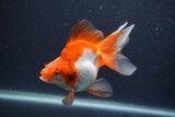 Ryukin Long Tail Red White 4.5 Inch (ID#1227Ry7b-6) Free2Day SHIPPING