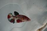 Koi Galaxy  Plakat Female Betta (ID#801-F130) Free2Day SHIPPING