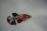 Koi Galaxy  Plakat Female Betta (ID#801-F130) Free2Day SHIPPING