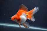 Ryukin Long Tail Red White 4.5 Inch (ID#1227Ry7b-6) Free2Day SHIPPING