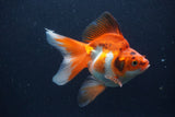 Ryukin Long Tail Red White 4.5 Inch (ID#1227Ry7b-6) Free2Day SHIPPING