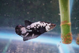 Black    Samurai Plakat Male Betta (ID#801-M610) Free2Day SHIPPING