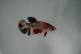 Koi Galaxy  Plakat Female Betta (ID#801-F130) Free2Day SHIPPING