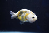 Baby Ranchu  Calico 3 Inch (ID#1018R9c-62) Free2Day SHIPPING