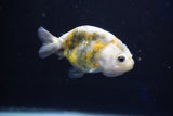 Baby Ranchu  Calico 3 Inch (ID#1018R9c-62) Free2Day SHIPPING