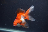 Ryukin Long Tail Red White 4.5 Inch (ID#1227Ry7b-6) Free2Day SHIPPING