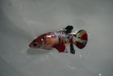 Koi Galaxy  Plakat Female Betta (ID#801-F130) Free2Day SHIPPING