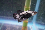 Black    Samurai Plakat Male Betta (ID#801-M610) Free2Day SHIPPING