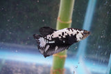 Black    Samurai Plakat Male Betta (ID#801-M610) Free2Day SHIPPING