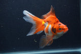 Ryukin Long Tail Red White 4.5 Inch (ID#1227Ry7b-6) Free2Day SHIPPING