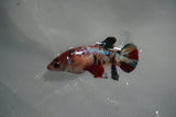 Koi Galaxy  Plakat Female Betta (ID#801-F130) Free2Day SHIPPING