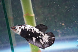 Black    Samurai Plakat Male Betta (ID#801-M610) Free2Day SHIPPING