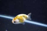 Baby Ranchu  Calico 2.5 Inch (ID#1022R9c-52) Free2Day SHIPPING