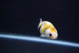 Baby Ranchu  Calico 2.5 Inch (ID#1022R9c-52) Free2Day SHIPPING