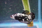 Black    Samurai Plakat Male Betta (ID#801-M610) Free2Day SHIPPING