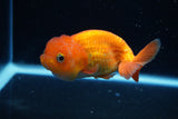 Juvenile Lionchu  Red White 4 Inch (ID#1220R11b-11) Free2Day SHIPPING