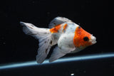 Ryukin  Cali 5 Inch (ID#221Ry8a-22) Free2Day SHIPPING