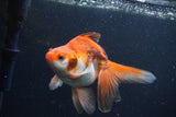 Ryukin Long Tail Red White 5 Inch (ID#1231Ry7b-1) Free2Day SHIPPING