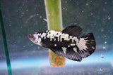 Black    Samurai Plakat Male Betta (ID#801-M610) Free2Day SHIPPING