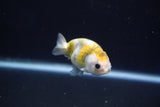 Baby Ranchu  Calico 2.5 Inch (ID#1022R9c-52) Free2Day SHIPPING