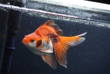 Ryukin Long Tail Red White 5 Inch (ID#1231Ry7b-1) Free2Day SHIPPING