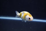 Baby Ranchu  Calico 2.5 Inch (ID#1022R9c-52) Free2Day SHIPPING