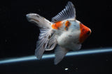 Ryukin  Cali 5 Inch (ID#221Ry8a-22) Free2Day SHIPPING