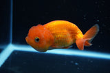 Juvenile Lionchu  Red White 4 Inch (ID#1220R11b-11) Free2Day SHIPPING