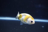 Baby Ranchu  Calico 2.5 Inch (ID#1022R9c-52) Free2Day SHIPPING