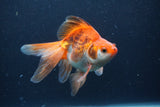 Ryukin Long Tail Red White 5 Inch (ID#1231Ry7b-1) Free2Day SHIPPING