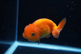 Juvenile Lionchu  Red White 4 Inch (ID#1220R11b-11) Free2Day SHIPPING