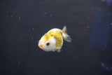 Baby Ranchu  Calico 2.5 Inch (ID#1022R9c-52) Free2Day SHIPPING