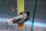 Black    Samurai Plakat Male Betta (ID#801-M611) Free2Day SHIPPING