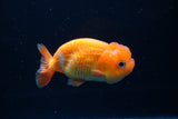 Juvenile Lionchu  Red White 4 Inch (ID#1220R11b-11) Free2Day SHIPPING