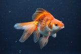 Ryukin Long Tail Red White 5 Inch (ID#1231Ry7b-1) Free2Day SHIPPING