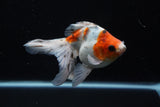Ryukin  Cali 5 Inch (ID#221Ry8a-22) Free2Day SHIPPING