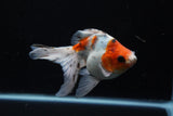 Ryukin  Cali 5 Inch (ID#221Ry8a-22) Free2Day SHIPPING