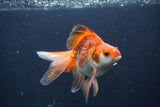 Ryukin Long Tail Red White 5 Inch (ID#1231Ry7b-1) Free2Day SHIPPING