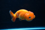 Juvenile Lionchu  Red White 4 Inch (ID#1220R11b-11) Free2Day SHIPPING