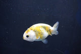 Baby Ranchu  Calico 2.5 Inch (ID#1022R9c-52) Free2Day SHIPPING