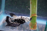 Black    Samurai Plakat Male Betta (ID#801-M611) Free2Day SHIPPING