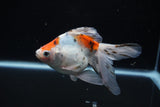 Ryukin  Cali 5 Inch (ID#221Ry8a-22) Free2Day SHIPPING
