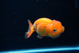 Juvenile Lionchu  Red White 4 Inch (ID#1220R11b-11) Free2Day SHIPPING