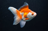 Ryukin Long Tail Red White 5 Inch (ID#411Ry8a-4) Free2Day SHIPPING