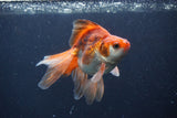 Ryukin Long Tail Red White 5 Inch (ID#1231Ry7b-1) Free2Day SHIPPING