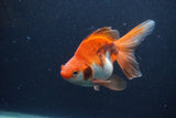 Ryukin Long Tail Red White 5 Inch (ID#1231Ry7b-1) Free2Day SHIPPING