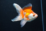 Ryukin Long Tail Red White 5 Inch (ID#411Ry8a-4) Free2Day SHIPPING