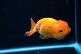 Juvenile Lionchu  Red White 4 Inch (ID#1220R11b-11) Free2Day SHIPPING