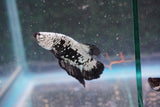 Black    Samurai Plakat Male Betta (ID#801-M611) Free2Day SHIPPING